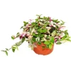 Töpfe<Exotenherz Dreimasterblume Tradescantia Quadricolor Pflegeleichte Hängende Zimmerpflanze 12cm Topf