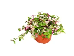 Töpfe<Exotenherz Dreimasterblume Tradescantia Quadricolor Pflegeleichte Hängende Zimmerpflanze 12cm Topf