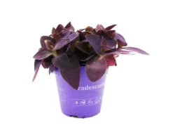 Töpfe<Exotenherz Dreimasterblume Tradescantia Pallida Pflegeleichte Hängende Zimmerpflanze 12cm Topf Lila