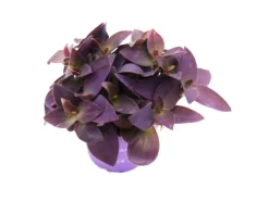 Töpfe<Exotenherz Dreimasterblume Tradescantia Pallida Pflegeleichte Hängende Zimmerpflanze 12cm Topf Lila