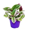 Exotenherz Dreimasterblume Tradescantia Nanouk Pflegeleichte Hängende Zimmerpflanze 9cm Topf Pink< Töpfe