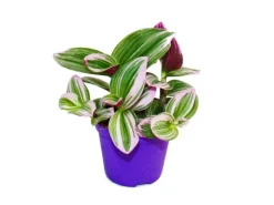 Exotenherz Dreimasterblume Tradescantia Nanouk Pflegeleichte Hängende Zimmerpflanze 9cm Topf Pink< Töpfe