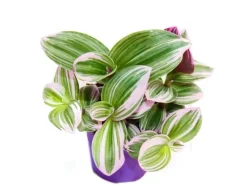 Exotenherz Dreimasterblume Tradescantia Nanouk Pflegeleichte Hängende Zimmerpflanze 9cm Topf Pink< Töpfe