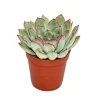 Exotenherz Echeveria Pulidonis Kleine Pflanze im 5,5cm Topf< Töpfe