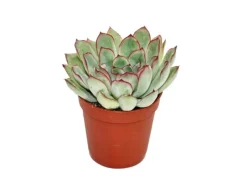 Exotenherz Echeveria Pulidonis Kleine Pflanze im 5,5cm Topf< Töpfe