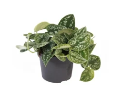 Töpfe<Exotenherz Efeutute Scindapsus Pictus Arguraeus 12cm Topf