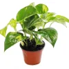 Hot Exotenherz Efeutute Scindapsus Epipremnum 12cm Topf Zimmerpflanze