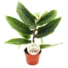Exotenherz Engelsflügelbegonie Begonia Angel Wings Grüne Blätter Minipflanze im 5,5cm Topf< Töpfe