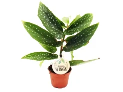 Exotenherz Engelsflügelbegonie Begonia Angel Wings Grüne Blätter Minipflanze im 5,5cm Topf< Töpfe