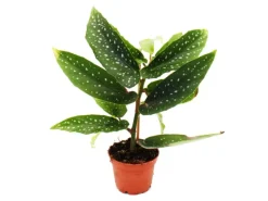 Exotenherz Engelsflügelbegonie Begonia Angel Wings Grüne Blätter Minipflanze im 5,5cm Topf< Töpfe