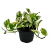 Outlet Exotenherz Epipremnum Aureum NJoy Efeutute Kleinblättrig und Weissbunt 12cm Topf