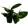 Exotenherz Epipremnum Pinnatum Marble Planet Grüne Strukturefeutute 12cm Topf< Töpfe