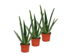 Online Exotenherz 3er Set Aloe Vera ca. 2 Jahre Alt 10,5cm Topf