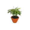 Töpfe<Exotenherz 2er Set Biophytum Sensitivum Südseepalme 9cm Tontopf