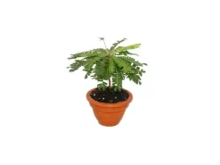 Töpfe<Exotenherz 2er Set Biophytum Sensitivum Südseepalme 9cm Tontopf