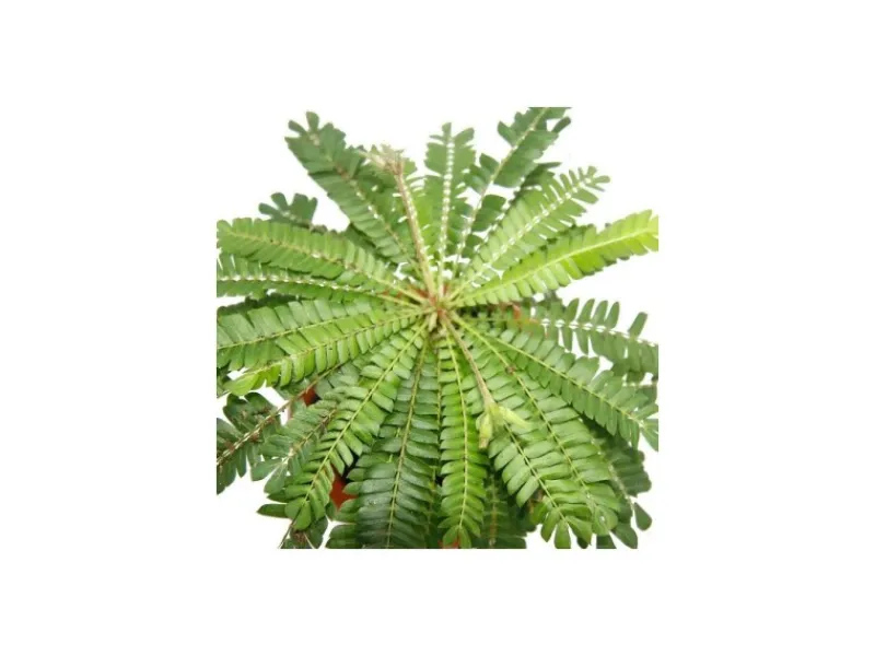 Töpfe<Exotenherz 2er Set Biophytum Sensitivum Südseepalme 9cm Tontopf