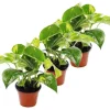 Exotenherz 3er Set Efeutute Scindapsus Epipremnum 12cm Topf< Töpfe