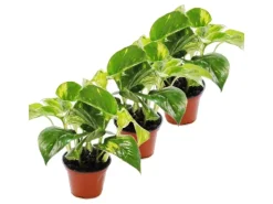 Exotenherz 3er Set Efeutute Scindapsus Epipremnum 12cm Topf< Töpfe