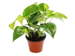 Exotenherz 3er Set Efeutute Scindapsus Epipremnum 12cm Topf< Töpfe
