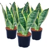 Exotenherz 3er Set Sansevieria Trifasciata Gelbgrüner Bogenhanf 9cm Topf< Töpfe