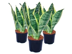 Exotenherz 3er Set Sansevieria Trifasciata Gelbgrüner Bogenhanf 9cm Topf< Töpfe