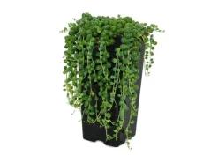 Töpfe<Exotenherz Erbse Am Band Senecio Rowleyanus 14cm Topf