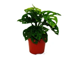 Töpfe<Exotenherz Fensterblatt Monstera Monkey Mask 12cm Topf