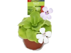 Hot Exotenherz Fettkraut Pinguicula Überraschungssorte 9cm Topf