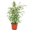 Exotenherz Ficus Benjamini Twilight Birkenfeige 14cm< Töpfe