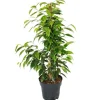 Exotenherz Ficus Benjamini Anastasia im 17cm Topf< Töpfe