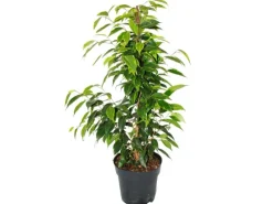 Exotenherz Ficus Benjamini Anastasia im 17cm Topf< Töpfe