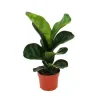 Hot Exotenherz Ficus Lyrata Geigenfeige 12cm Topf