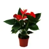 Töpfe<Exotenherz Flamingoblume Sierra Red Rot Anthurium Andreanum 14cm