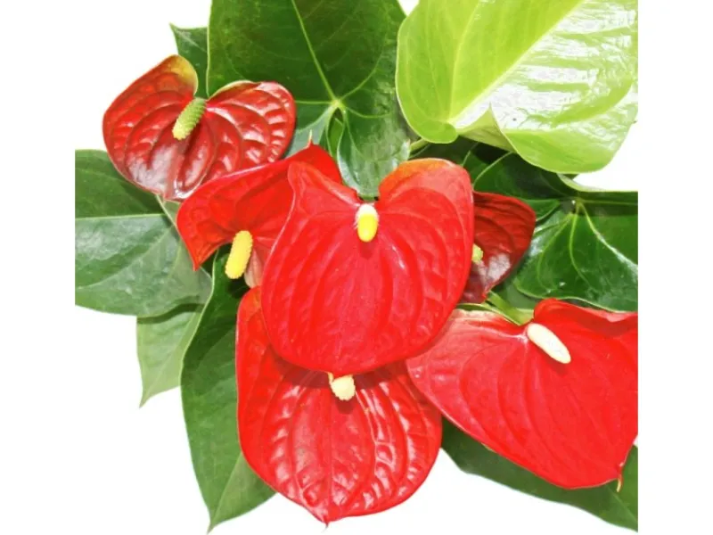 Töpfe<Exotenherz Flamingoblume Sierra Red Rot Anthurium Andreanum 14cm