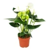 Töpfe<Exotenherz Flamingoblume Sierra White Weiss Anthurium Andreanum 14cm