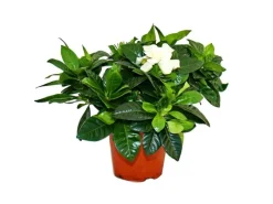 Töpfe<Exotenherz Gardenie Duftende Blütenpflanze mit Cremeweiß Farbenen Blüten 12cm Topf