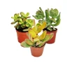 Exotenherz Geldbaum-Set 3 Verschiedene Crassula-Arten im 5,5cm Topf< Töpfe