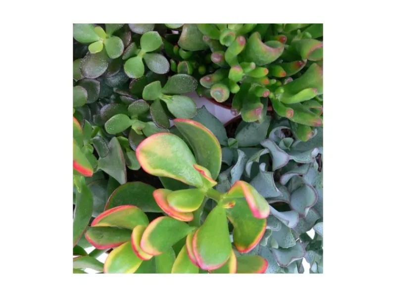 Exotenherz Geldbaum-Set 3 Verschiedene Crassula-Arten im 5,5cm Topf< Töpfe