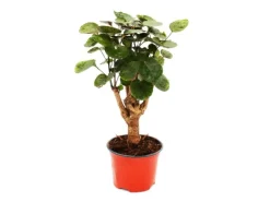 Exotenherz Glänzende Fiederaralie Polyscias Scutellaria Fabian Pflegeleichte Zimmerpflanze 12cm Topf< Töpfe