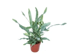 Exotenherz Goldtüpfelfarn Blue Star Phlebodium Aureum 12cm< Töpfe