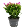 Töpfe<Exotenherz Großer Weihnachtskaktus Schlumbergera XXL 17cm Topf ca. 25-35cm Hoch Rosa Blüten Leuchtend Pink