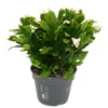 Exotenherz Großer Weihnachtskaktus Schlumbergera XXL 17cm Topf ca. 25-35cm Hoch Weisse Blüten< Töpfe