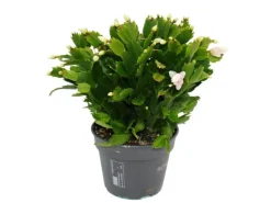 Exotenherz Großer Weihnachtskaktus Schlumbergera XXL 17cm Topf ca. 25-35cm Hoch Weisse Blüten< Töpfe