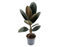 Outlet Exotenherz Gummibaum Ficus Elastica Abidjan 11cm Topf