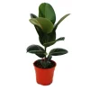 Sale Exotenherz Gummibaum Ficus Elastica Robusta 17cm Topf