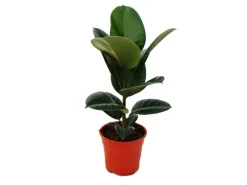 Exotenherz Gummibaumduo 2Er Set mit 2 Verschiedenen Ficus Elastica Pflanzen 17cm Topf< Töpfe