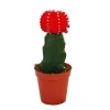 Best Exotenherz Gymnocalycium Mihanovichii Erdbeerkaktus Rot 5,5cm Topf