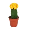 Exotenherz Gymnocalycium Mihanovichii Erdbeerkaktus Orange 8,5cm Topf< Töpfe