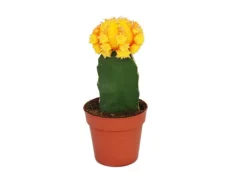 Exotenherz Gymnocalycium Mihanovichii Erdbeerkaktus Orange 8,5cm Topf< Töpfe