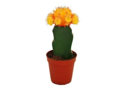 Exotenherz Gymnocalycium Mihanovichii Erdbeerkaktus Orange 8,5cm Topf< Töpfe